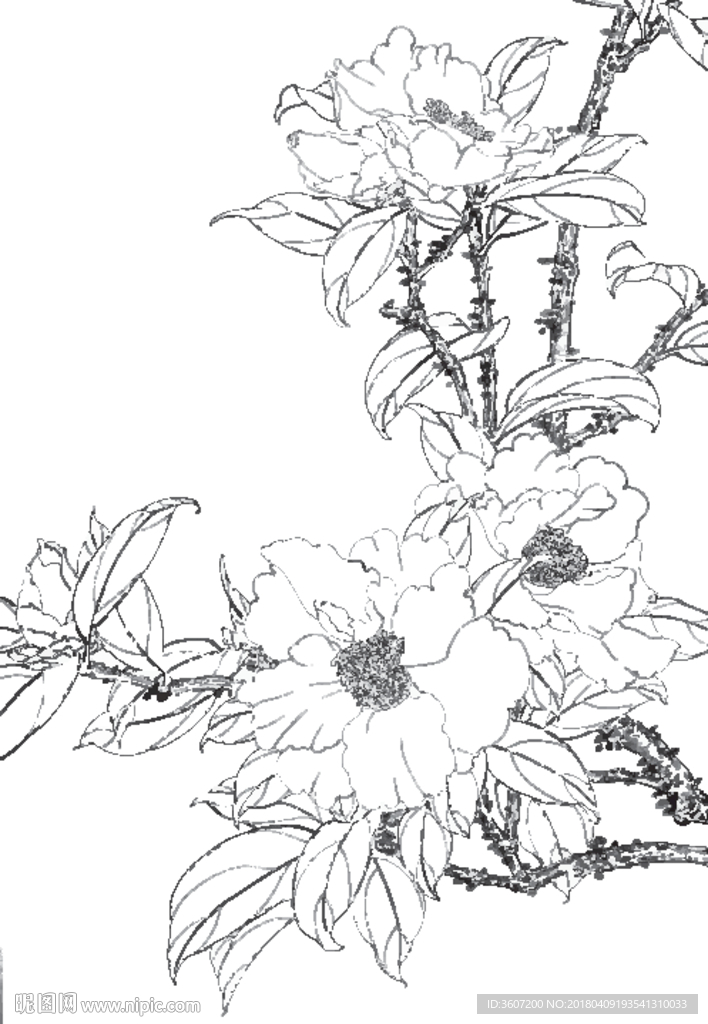 茶花线描 茶花白描 茶花素描