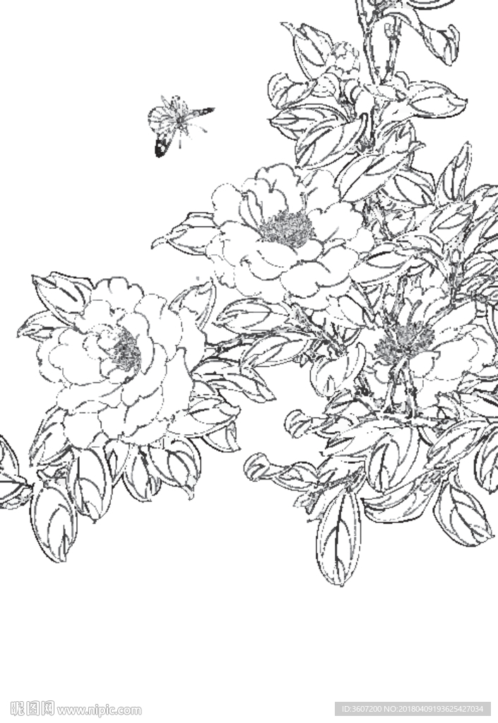 茶花线描 茶花白描 茶花素描