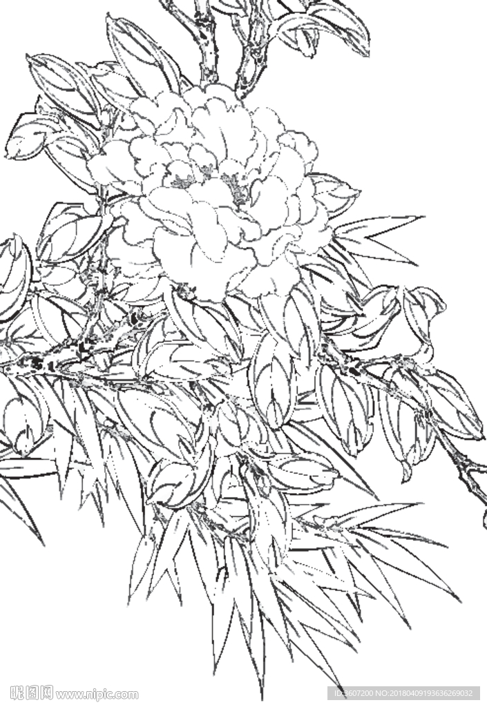 茶花线描 茶花白描 茶花素描
