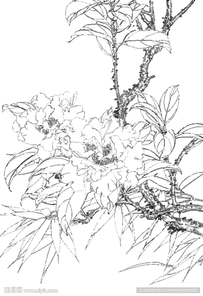 茶花线描 茶花素描 茶花国画