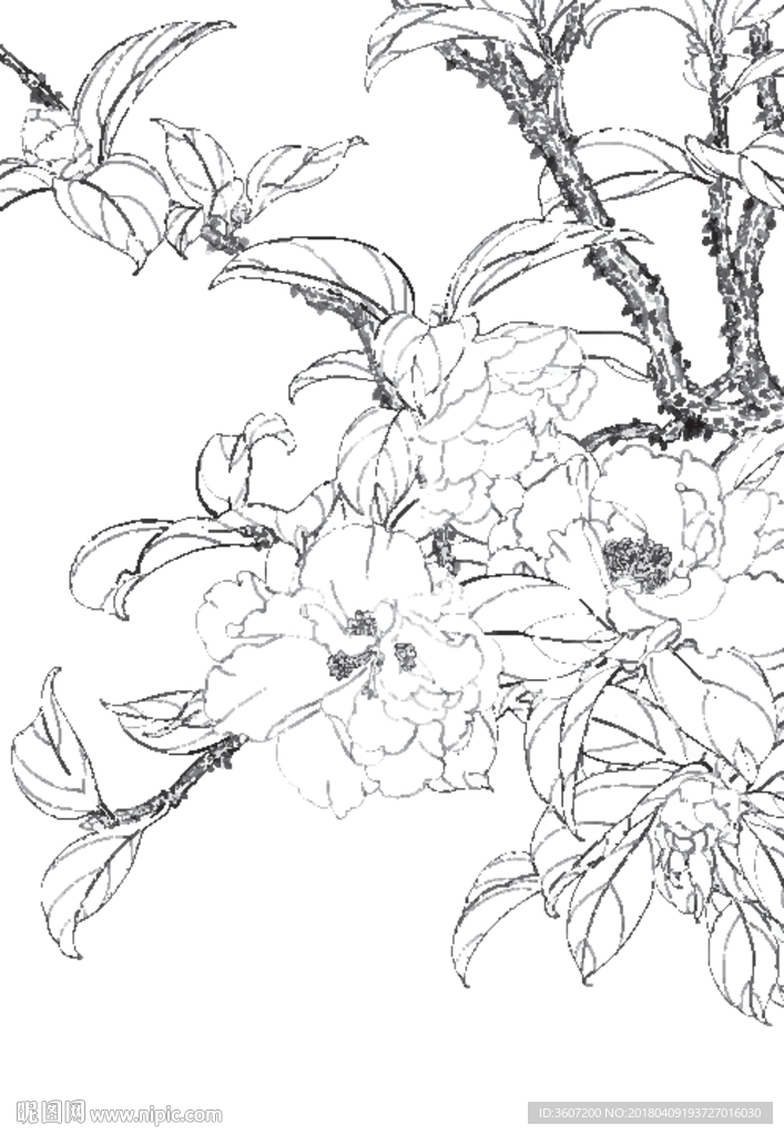 茶花线描 茶花素描 茶花国画