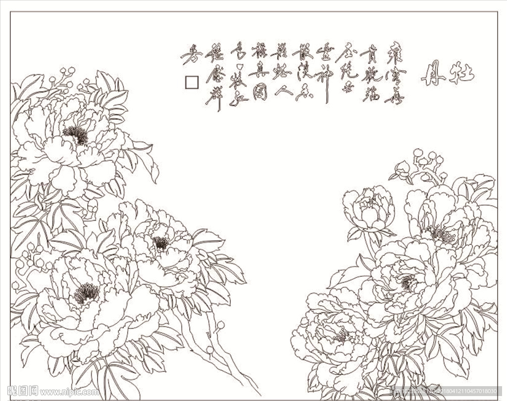 牡丹