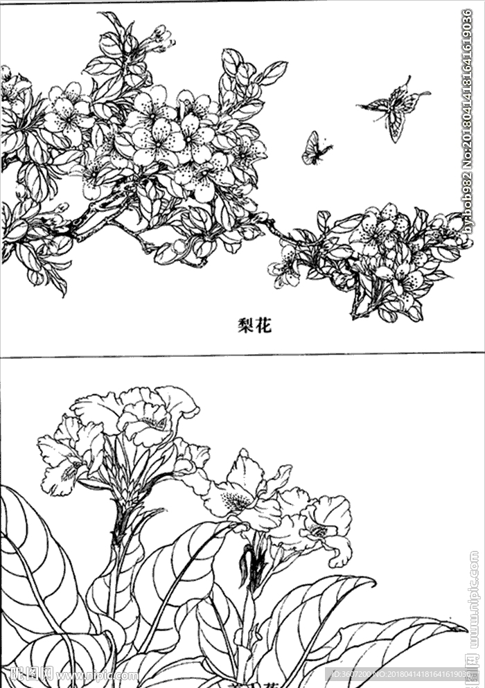 梨花线描 梨花白描 梨花素描