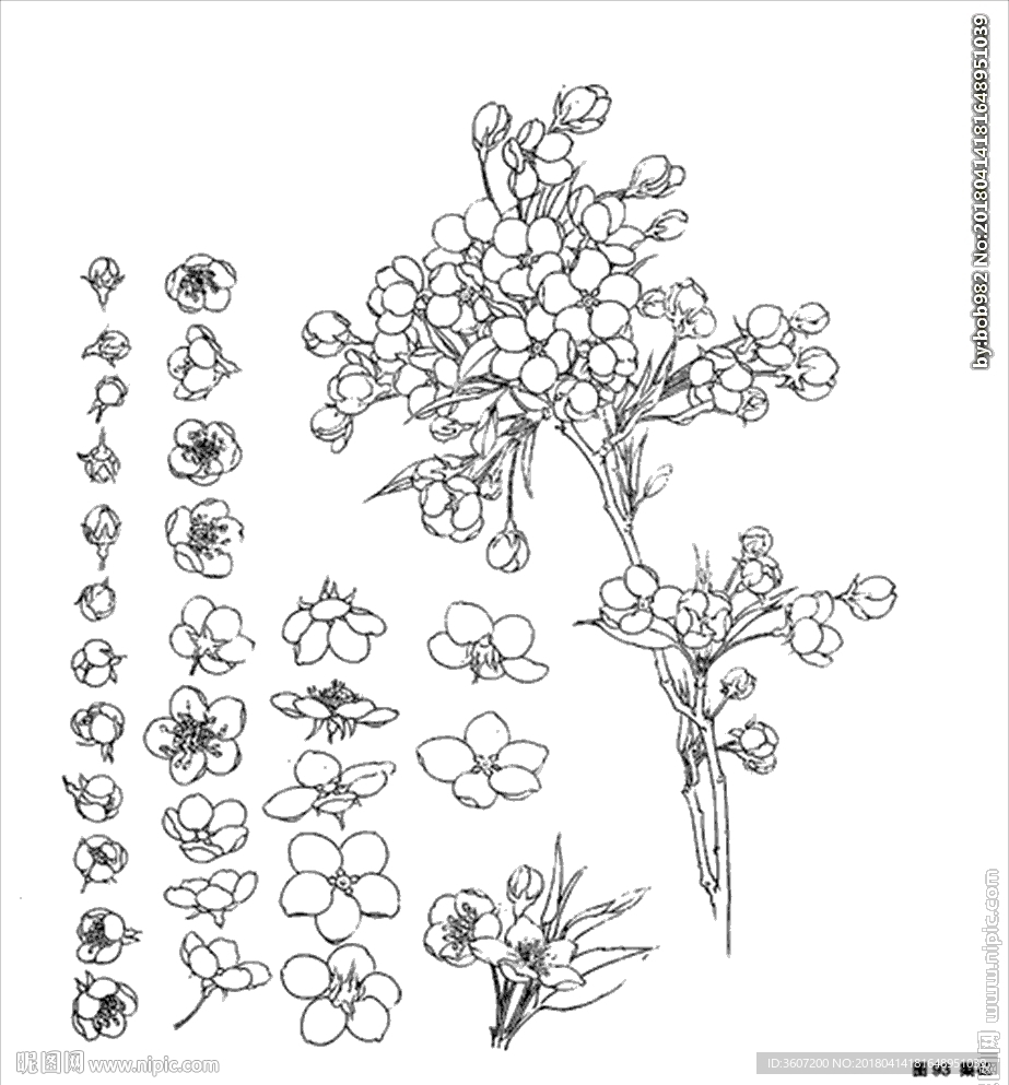 梨花线描 梨花白描 梨花素描
