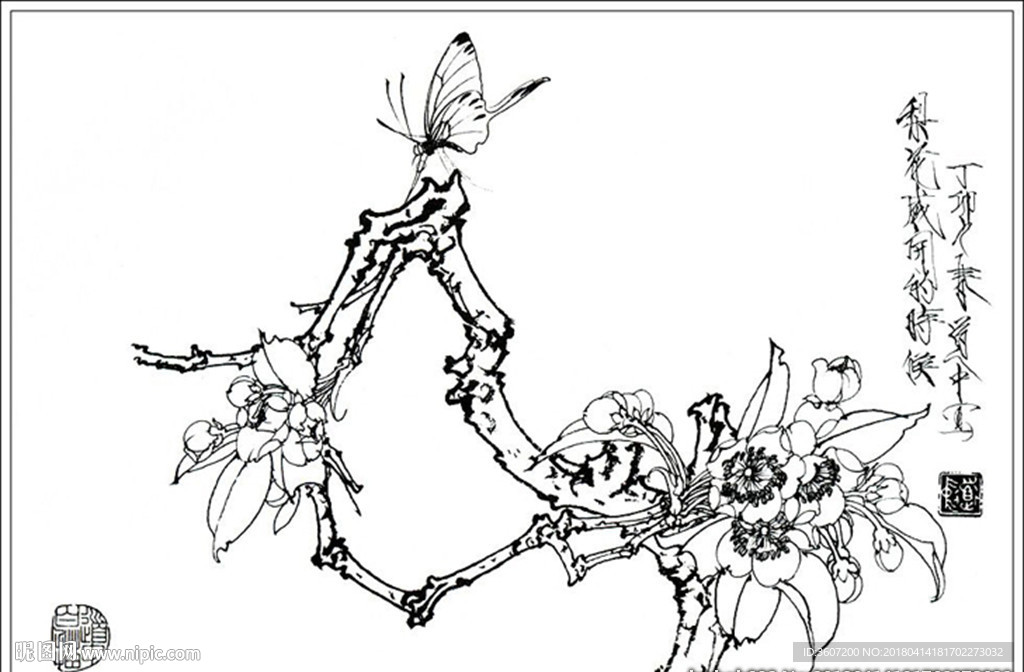 梨花线描 梨花白描 梨花素描