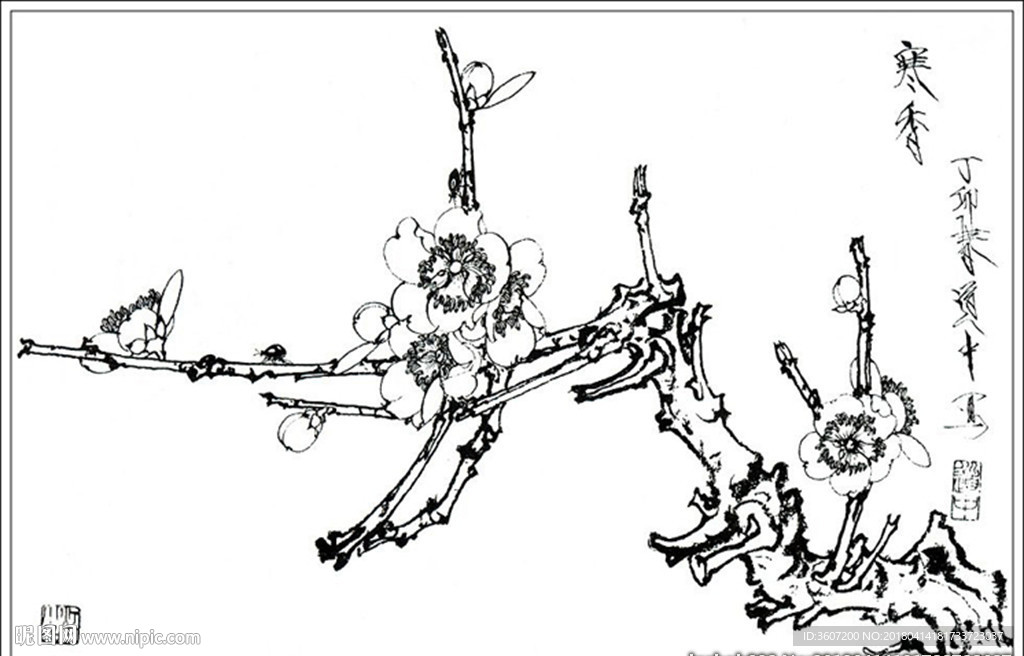 梅花线描 梅花白描 梅花素描
