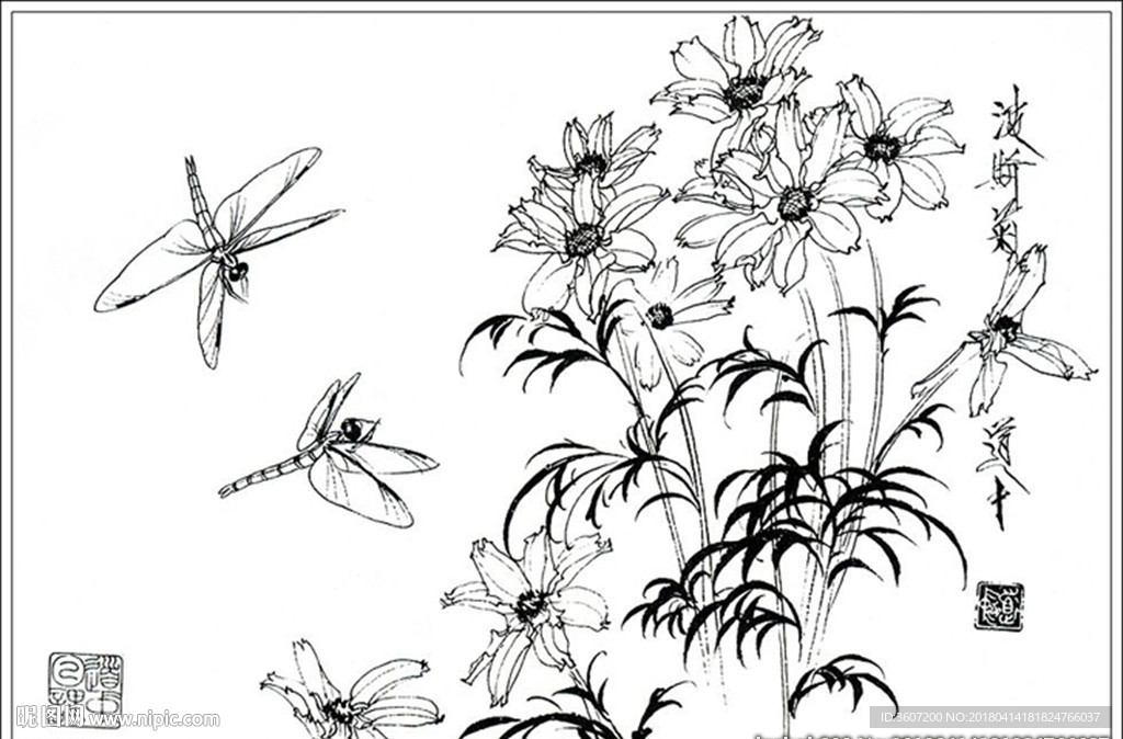 波斯菊线描 波斯菊白描 波斯菊