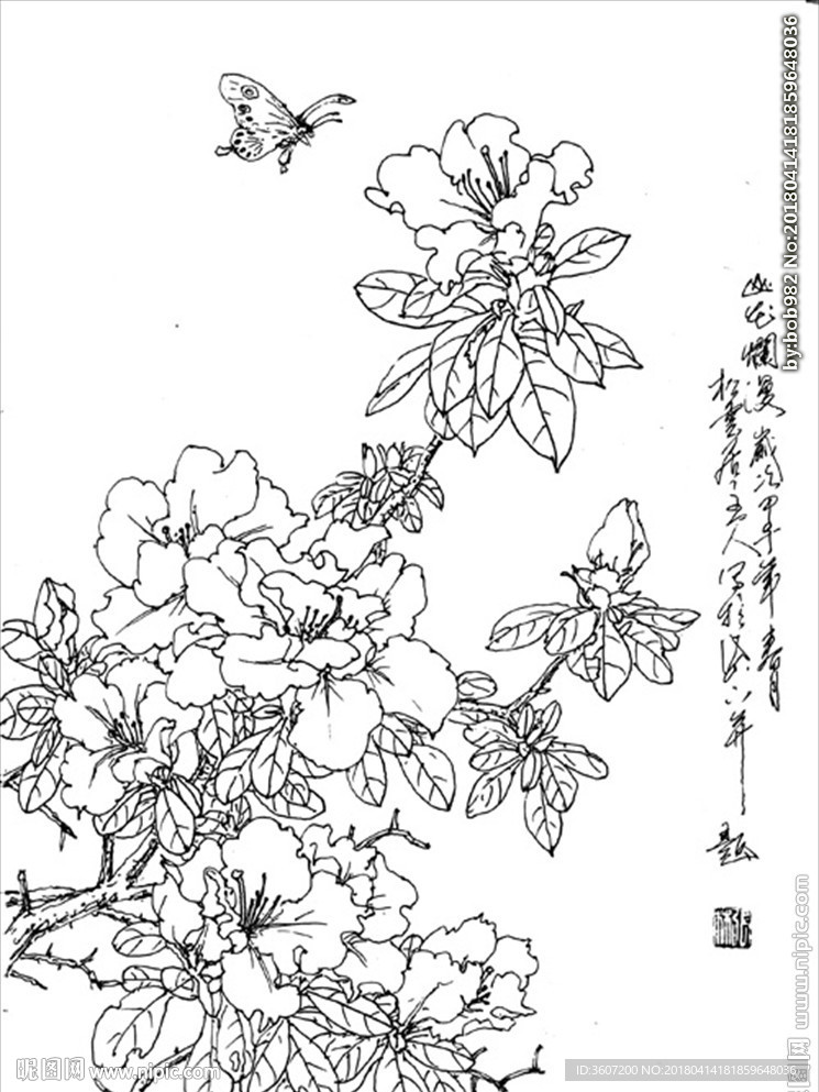 杜鹃花线描 杜鹃花白描 杜鹃花