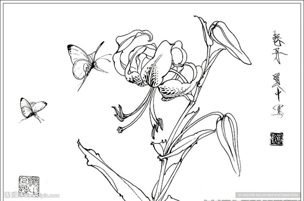 卷丹花线描 卷丹花白描 卷丹花