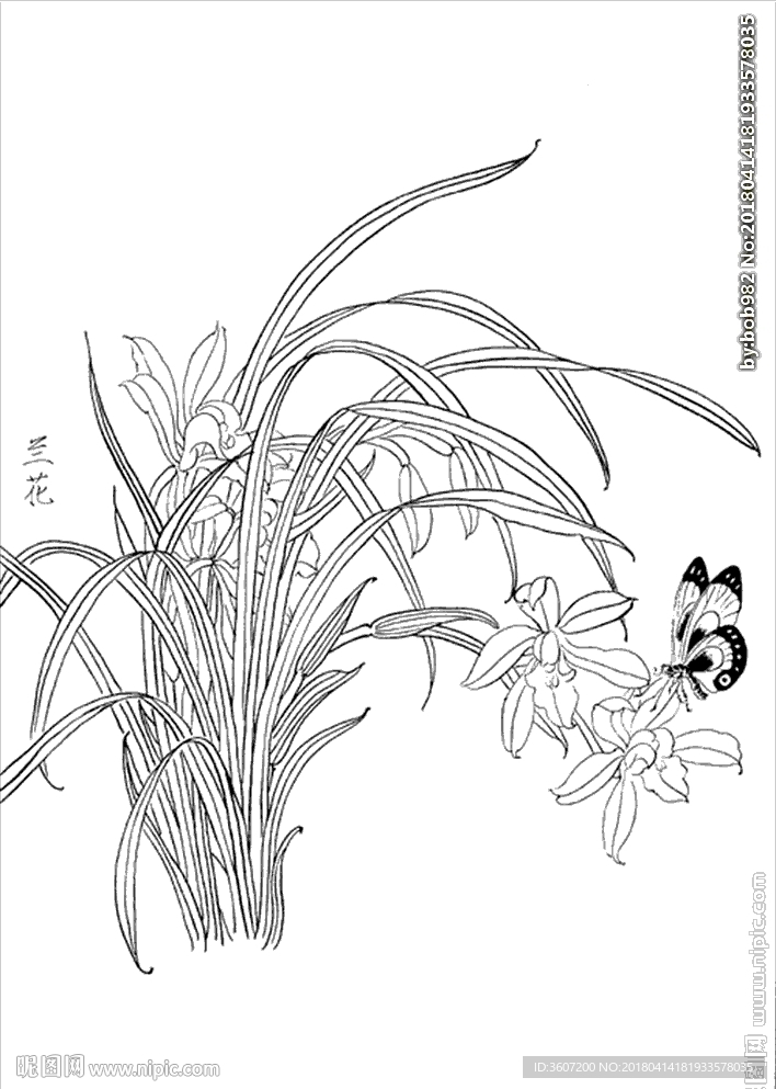 兰花线描 兰花白描 兰花素描