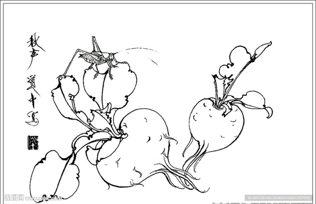 萝卜线描 萝卜白描 萝卜素描