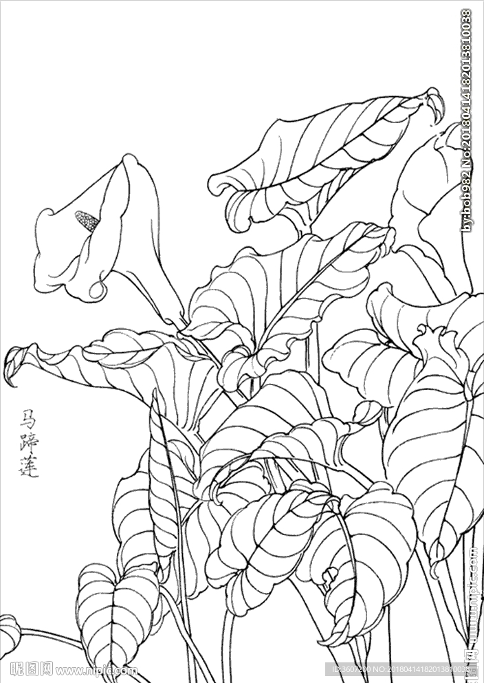 马蹄莲线描 马蹄莲白描 马蹄莲