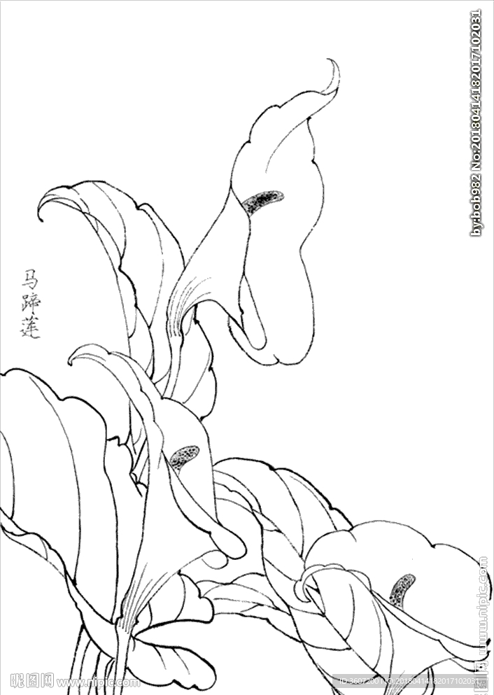 马蹄莲线描 马蹄莲白描 马蹄莲