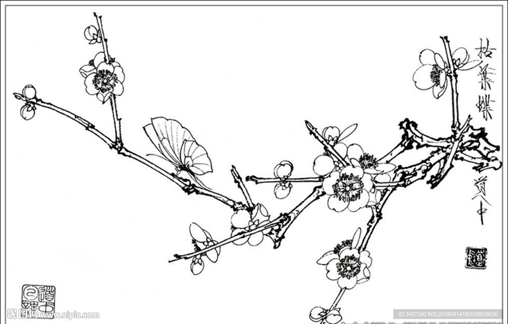 梅花线描 梅花白描 梅花素描