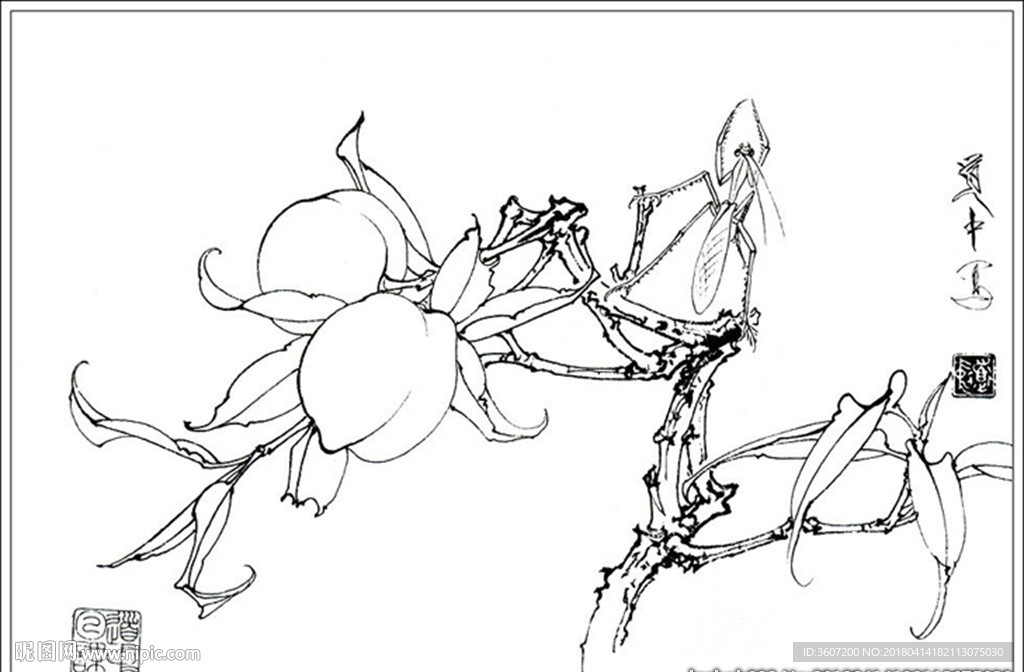 桃子线描 桃子白描 桃子素描