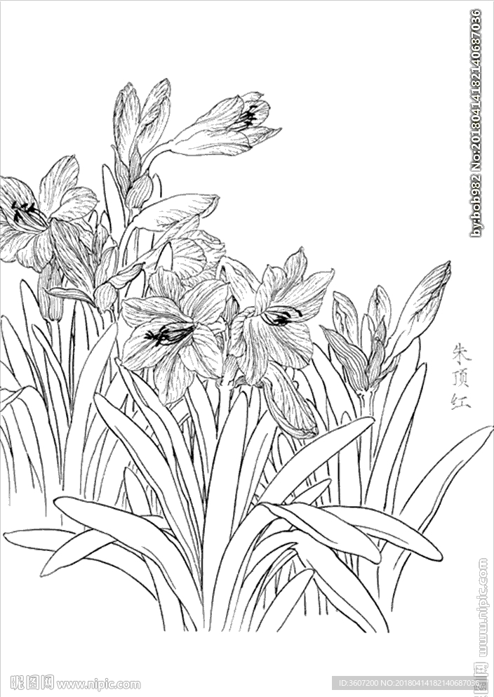朱顶红线描 朱顶红白描 朱顶红