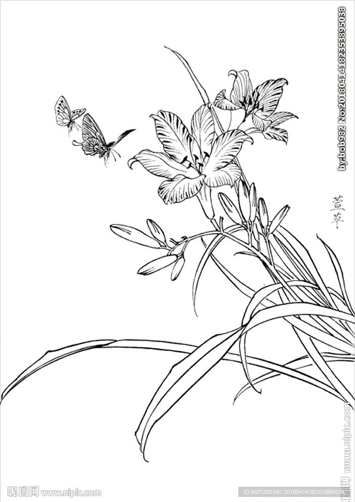 萱草花线描 萱草花白描 萱草花