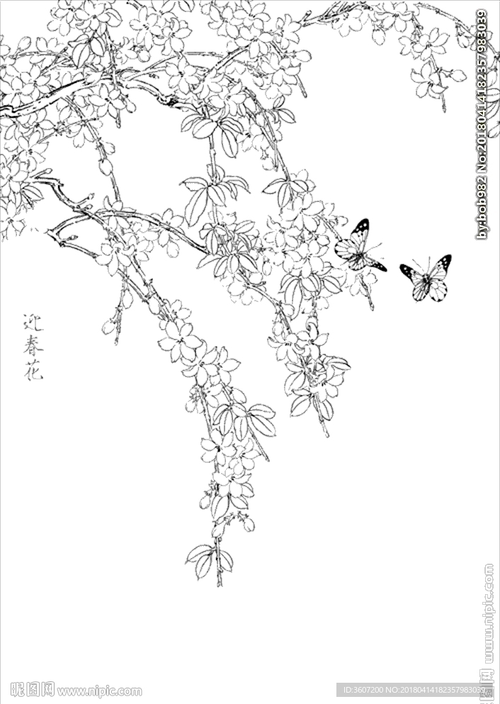 迎春花线描 迎春花白描 迎春花