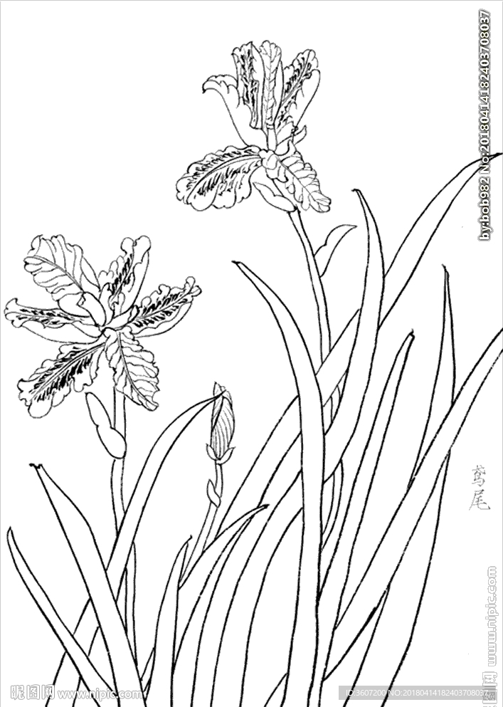 鸢尾花线描 鸢尾花白描 鸢尾花
