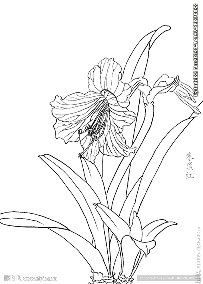 朱顶红花线描 朱顶红花白描