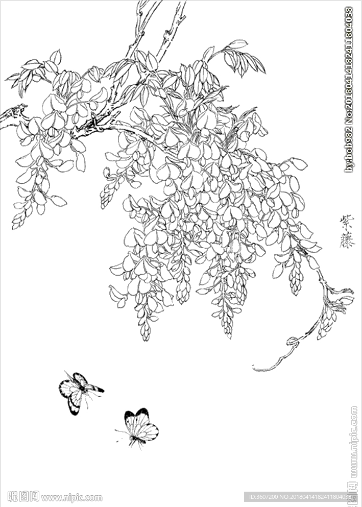 紫藤花线描 紫藤花白描 紫藤花