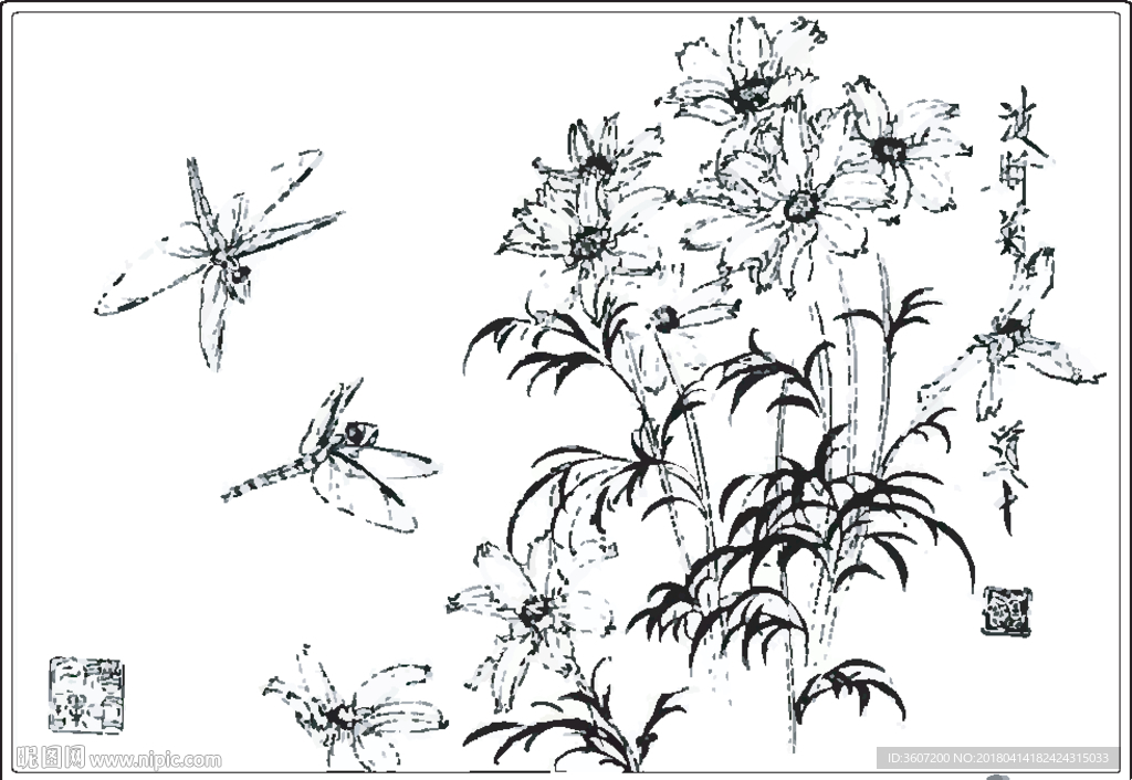 波斯菊线描 波斯菊白描 波斯菊