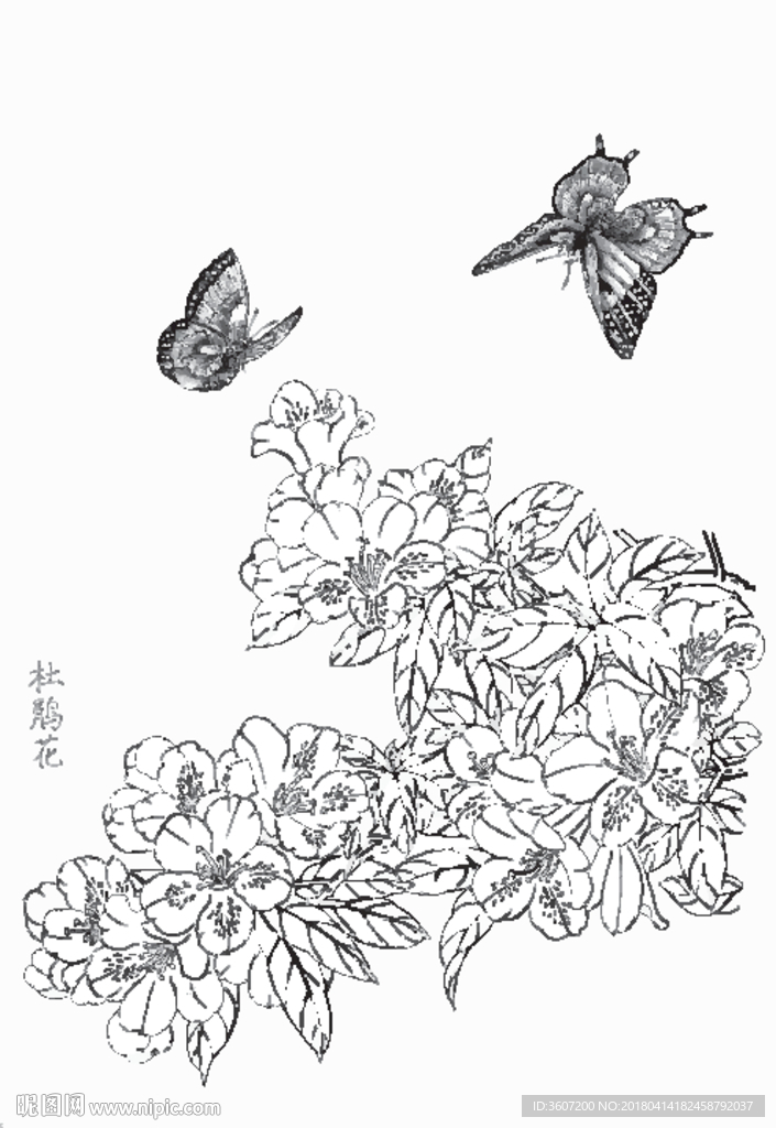 杜鹃花线描 杜鹃花白描 杜鹃花