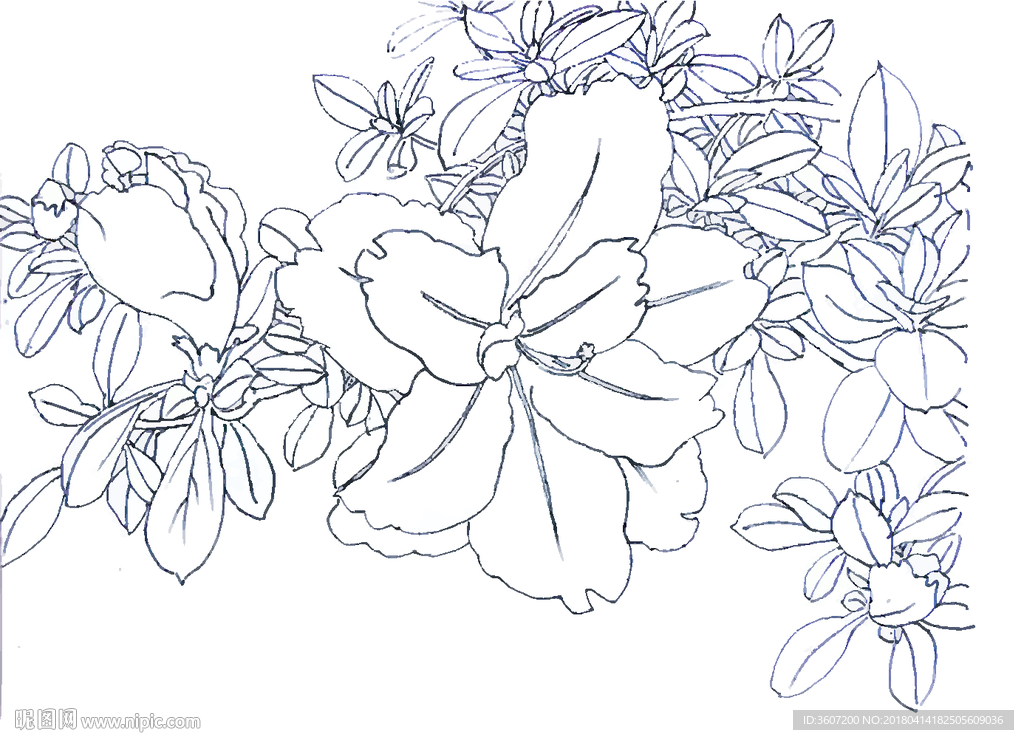 杜鹃花线描 杜鹃花白描 杜鹃花
