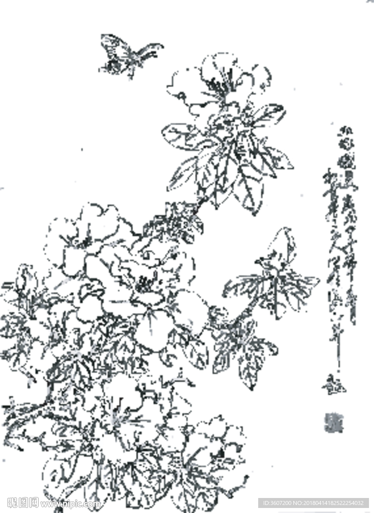 杜鹃花线描 杜鹃花白描 杜鹃花