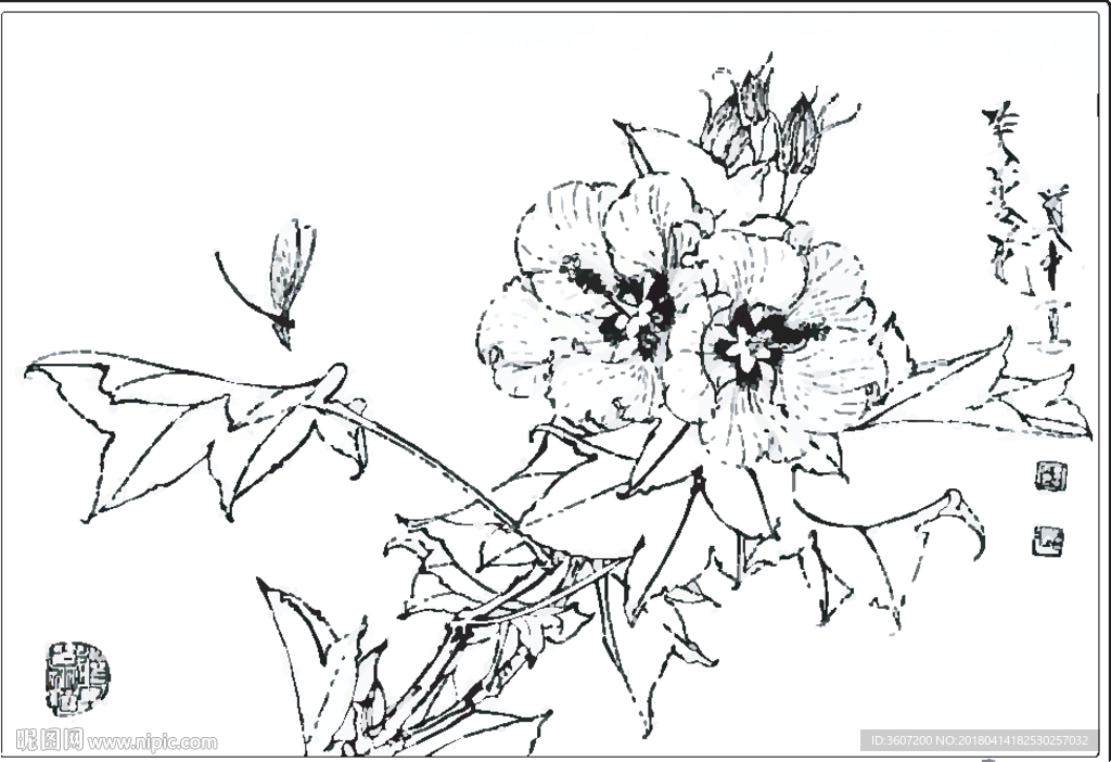 芙蓉花线描 芙蓉花白描 芙蓉花