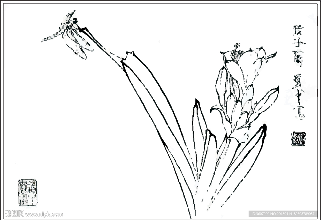 兰花线描 兰花白描 君子兰