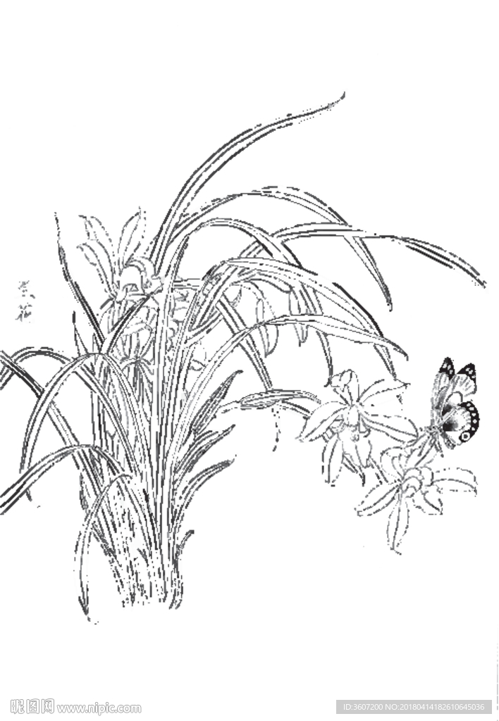 兰花线描 兰花白描 兰花素描