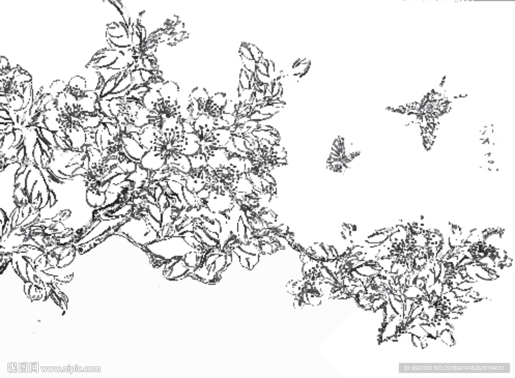 梨花线描 梨花白描 梨花素描