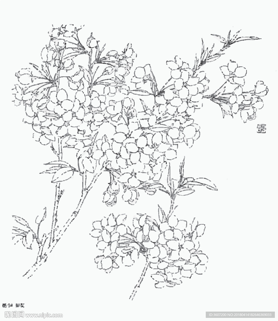 梨花线描 梨花白描 梨花素描