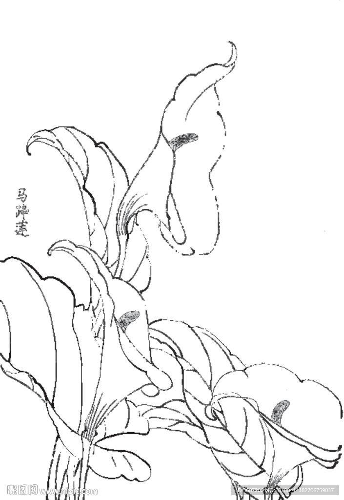 马蹄莲花线描 马蹄莲花白描 马
