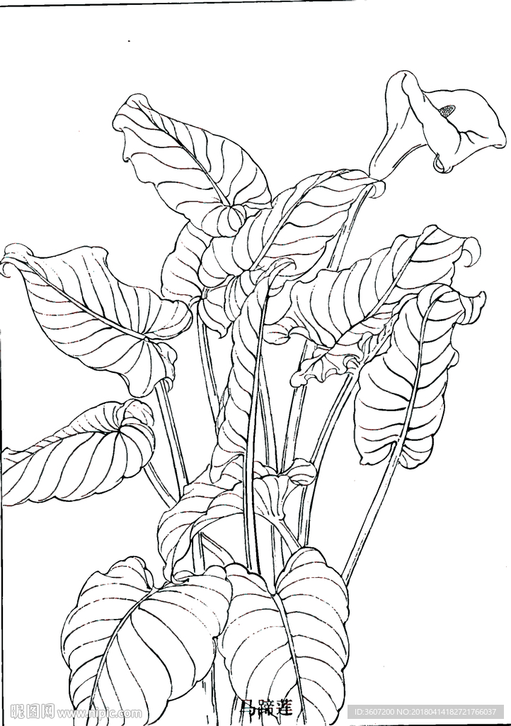 马蹄莲花线描 马蹄莲花白描 马