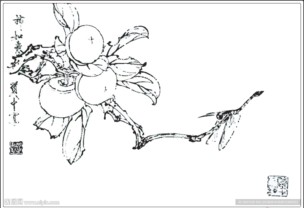 柿子线描 柿子白描 柿子素描