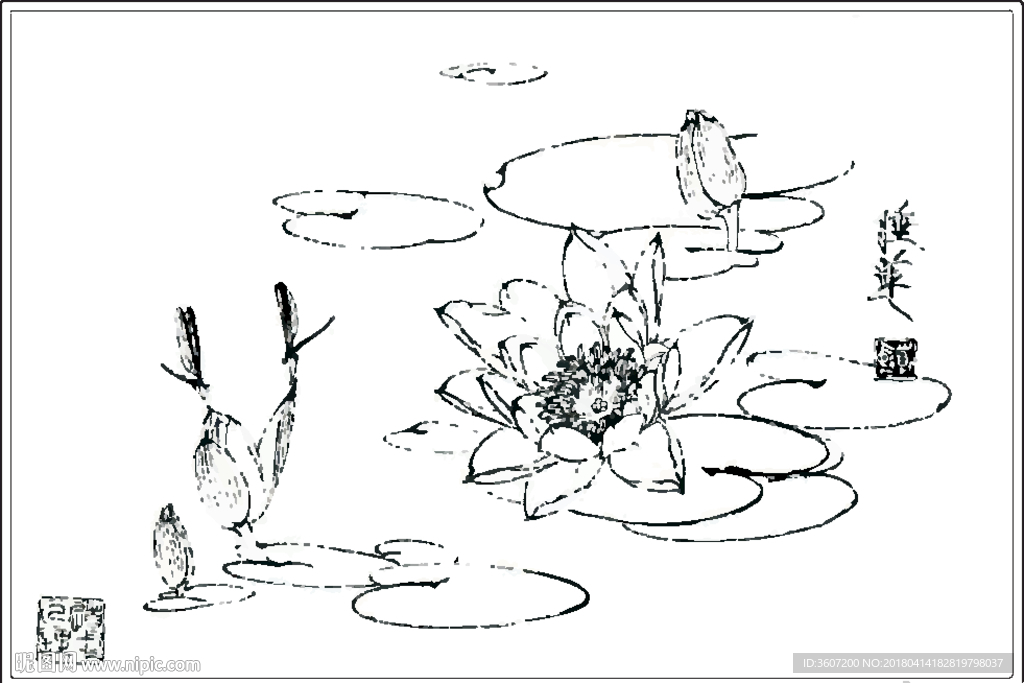 睡莲线描 睡莲白描 睡莲素描