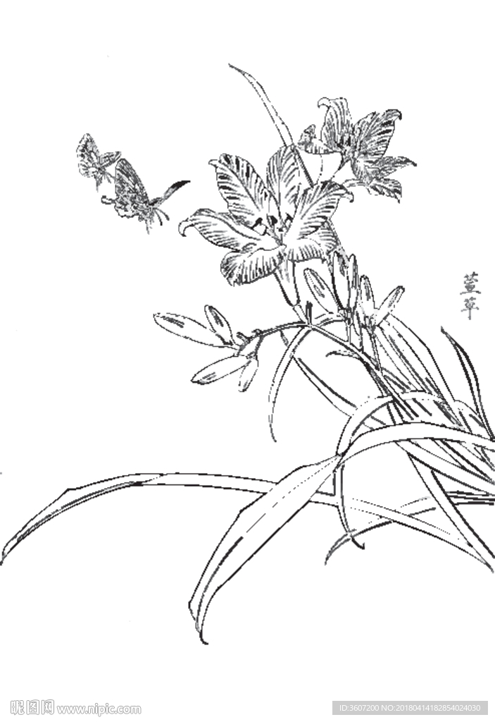 萱草花线描 萱草花白描 萱草花