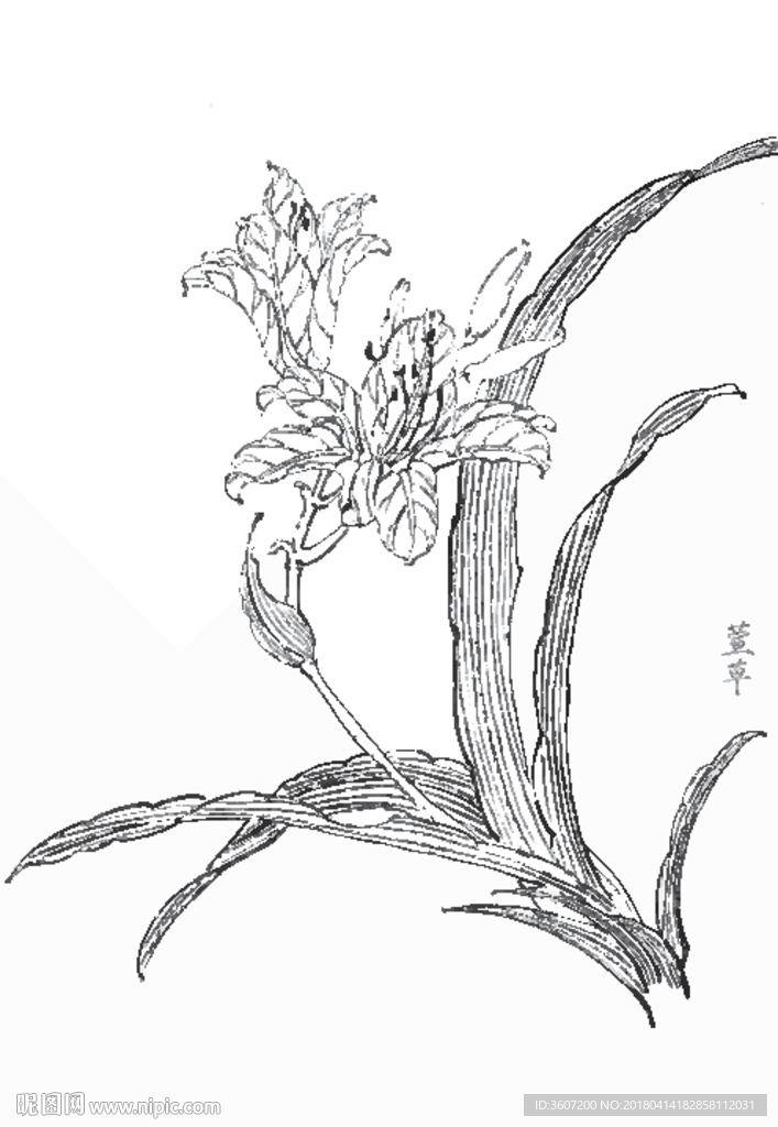 萱草花线描 萱草花白描 萱草花