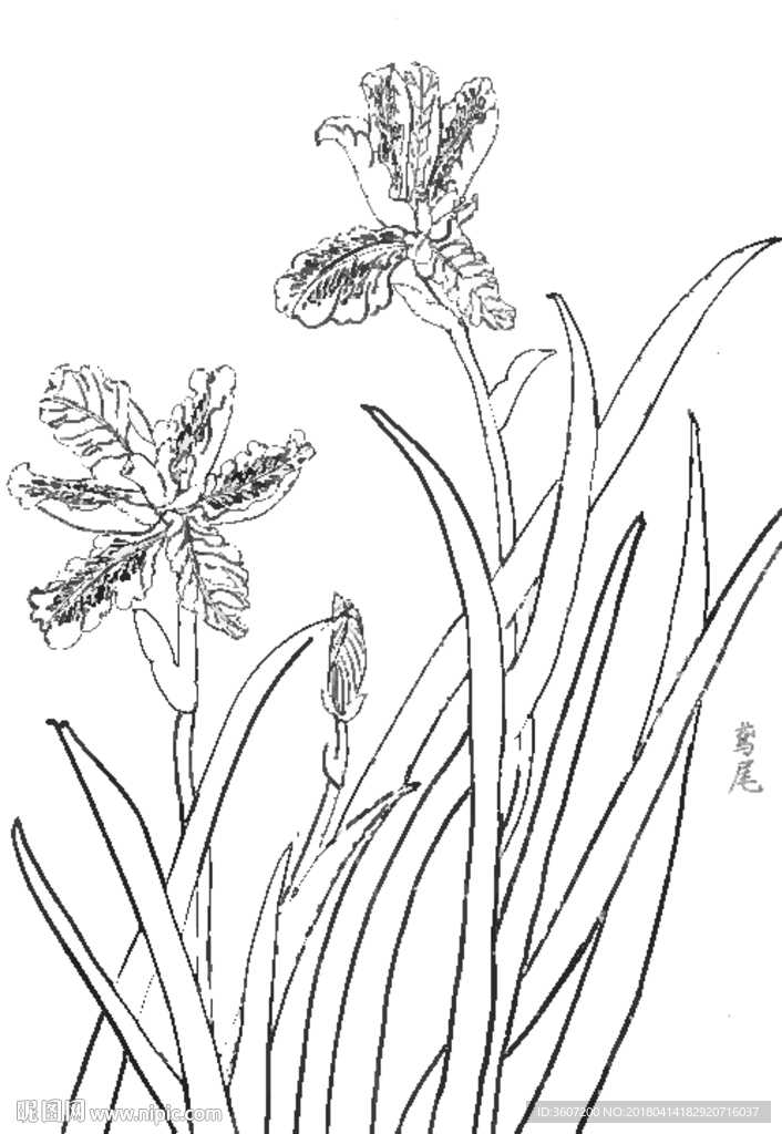 鸢尾花线描 鸢尾花白描 鸢尾花