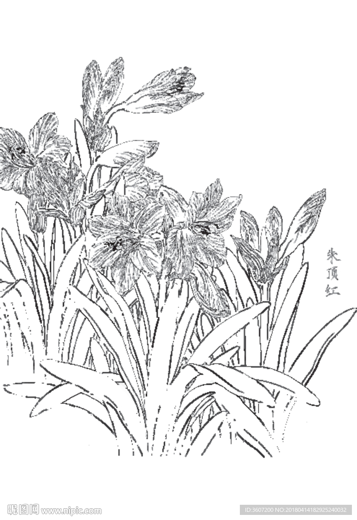 朱顶红线描 朱顶红白描 朱顶红