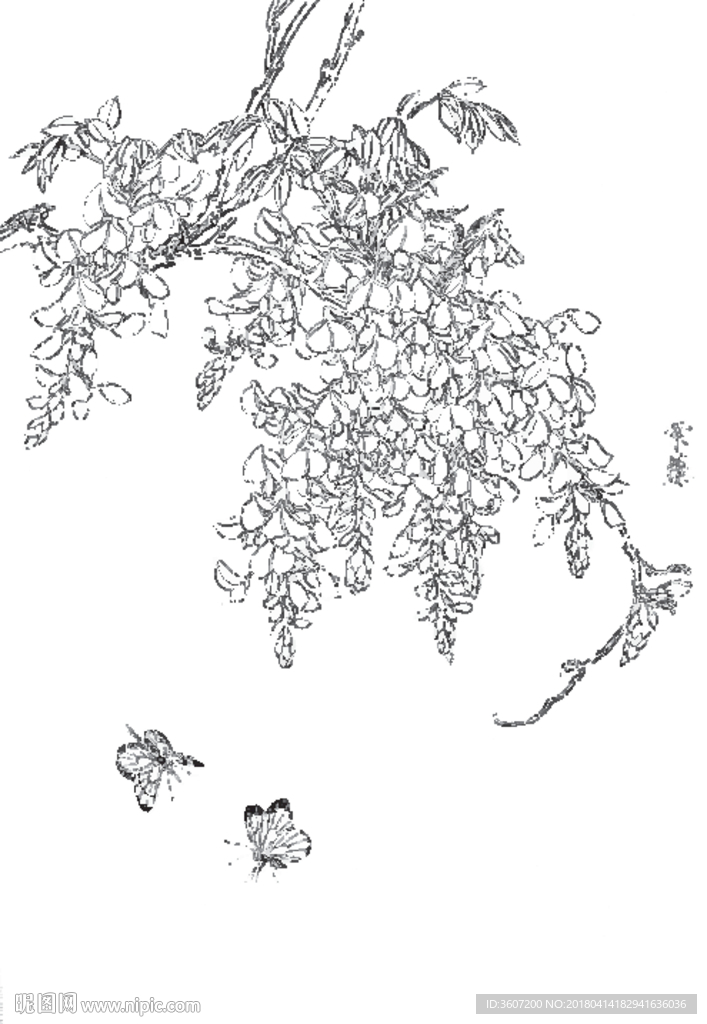 紫藤线描 紫藤白描 紫藤素描