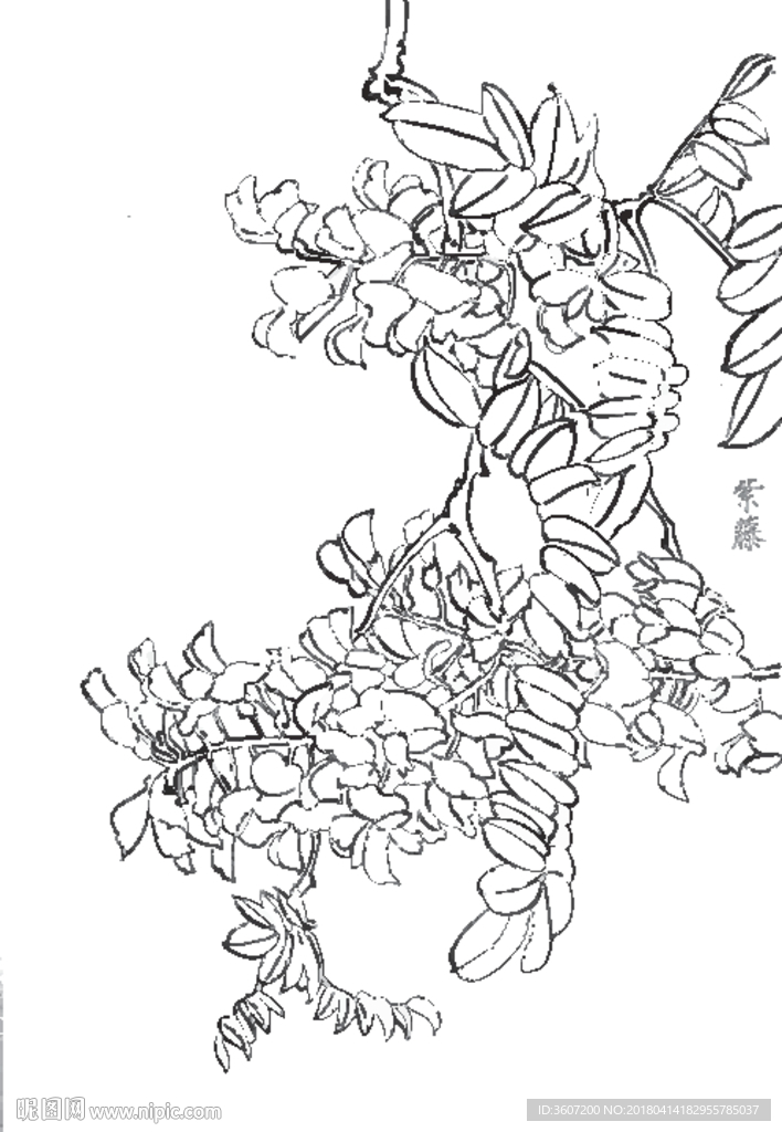 紫藤线描 紫藤白描 紫藤素描