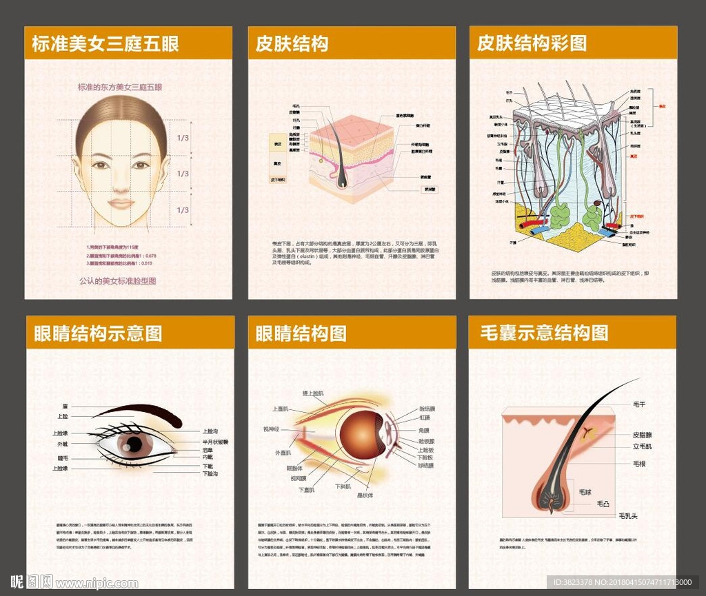 皮肤结构