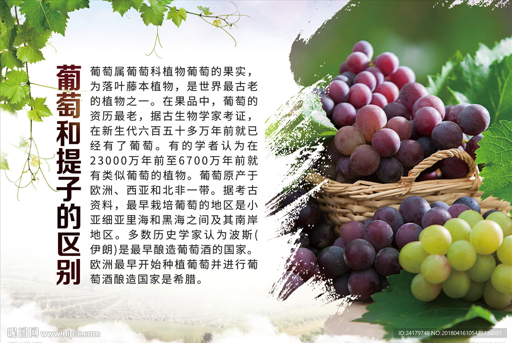 葡萄与提子的区别介绍科普海报