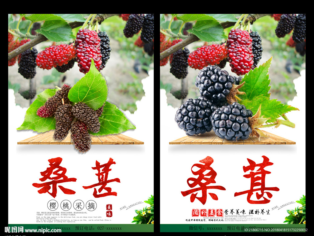 桑葚