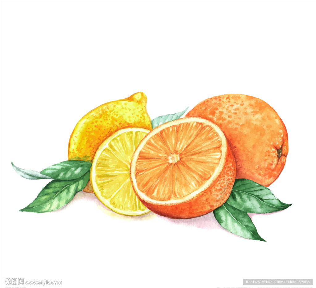 橙子柠檬水彩