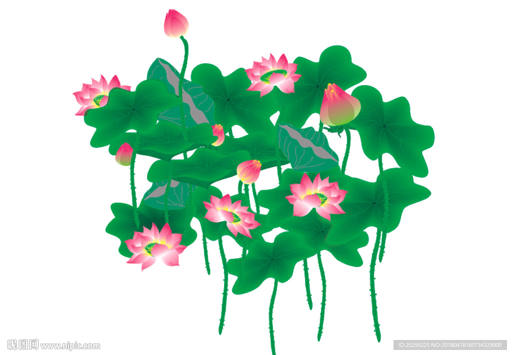 荷花