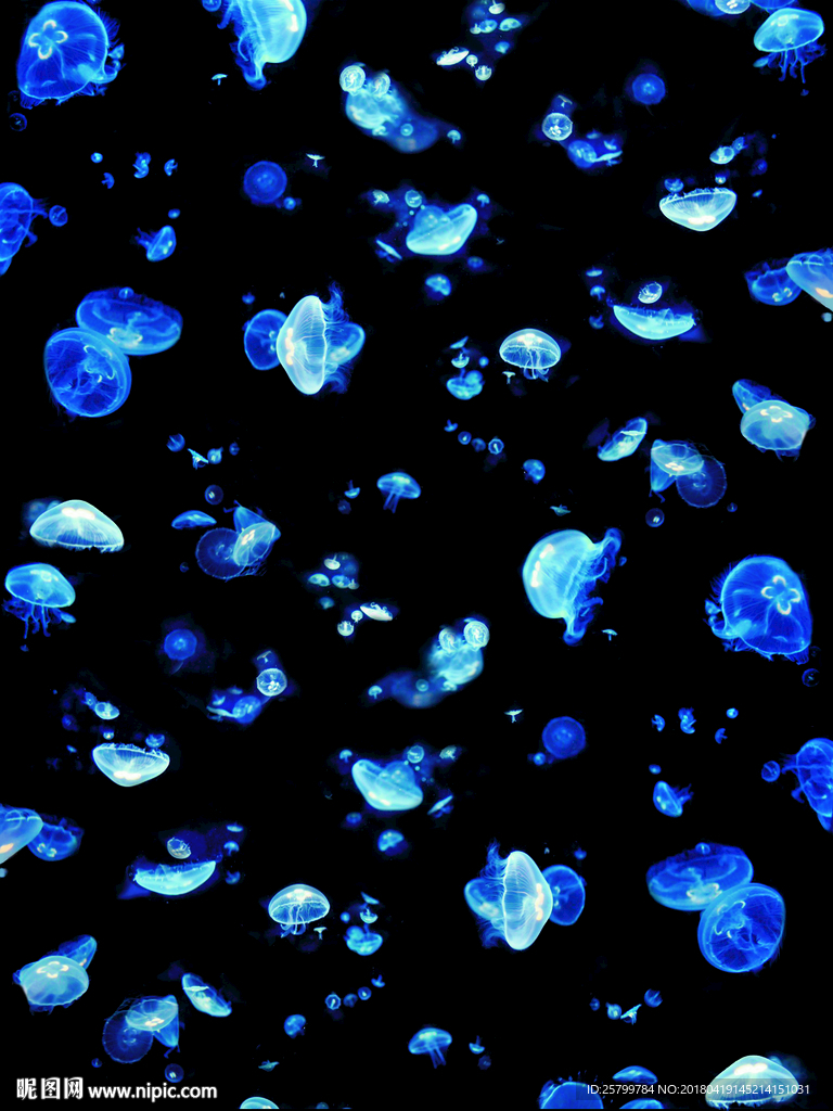 水母